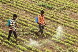 Expired pesticides मुळे वाढणार का शेतकऱ्यांचा त्रास?