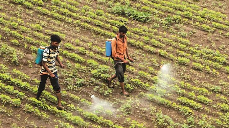 Expired pesticides मुळे वाढणार का शेतकऱ्यांचा त्रास?