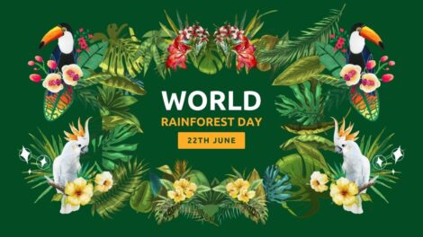 World Rainforest Day दरवर्षी २२ जून रोजी साजरा केला जातो.